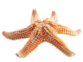 Wall Mural - starfish isolated on a transparent background. PNG

