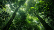 Looking up at the green tops of trees. Rain forest 