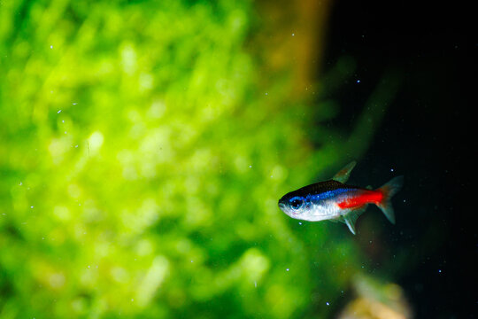 Neon tetra fish, blue and red colored, shiny, swimming in an aquarium, green water plants and algae in the background