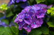 Macro image, blue hydrangea flower background