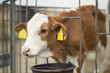 Horizontal portrait of little brown and white calf with yellow ear tags, young cow, standing in a cage at a bio dairy farm. Cattle breeding, livestock farming, dairy, meat production concept