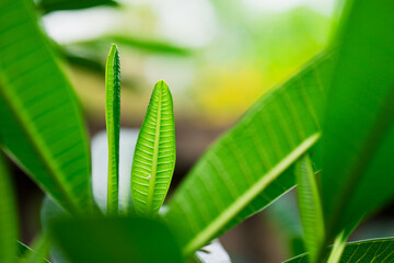 Poster - Closeup nature view of green leaf on blurred greenery background with copy space using as background concept