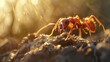 Macro photo of red ant in the nature