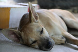 Fototapeta Storczyk - Young dog brown color sleeping  alone on concrete floor in summer 