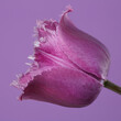 Bright violet tulip flower  isolated on lilac background.