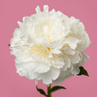 Beautiful delicate white peony flower isolated on pink background.