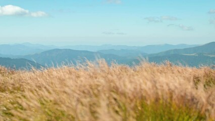 Canvas Print - Beautiful view of grass waving in wind with mountains on the background. Scenic landscape of mountains, freedom and beauty of nature