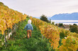 Outdoor portrait of adorable toddler boy playing in autumn vineyards, happy and active lifestyle, back view