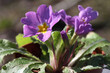 Lilac primrose flowers on a sunny spring day in the garden.