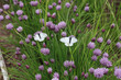White butterflies on lilac Chives flowers in the garden.