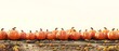 Pumpkins in a row on white background 