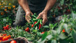 Home gardener harvesting a bunch of ripe chillies from lush plants in a backyard garden, showcasing homegrown produce and sustainable living.