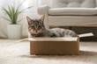 Cat lounges in a box on carpet, exuding calmness against a serene indoor backdrop