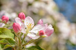 Closeup of a delicate apple flower in spring, with pink buds around it