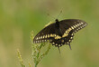 Male Eastern Black Swallowtail butterfly resting on a Curly dock; with green background