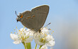 Closeup of a tiny Gray Hairstreak butterfly pollinating a wild plum, with blue sky background