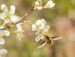 Large bee fly, Bombylius major, hovering while getting nectar from a wild plum flower in early spring