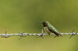 Male Ruby-throated Hummingbird resting on a barbed wire fence, fluffed up