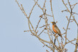 American Robin perched in an oak tree in early spring, with hazy blue sky background