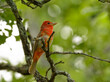 Male Summer Tanager perched on a tree branch against green forest background