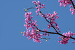 Eastern Redbud branch with clusters of pink flowers, against blue sky in early spring