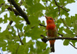 Male Summer Tanager in middle of molt cycle, with off-color feathers on his belly; perched in an oak tree