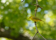 Male Yellow Warbler perched on a mossy twig in spring