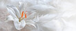 White Lily Condolences Message Banner Template - single lili head amongst big fluffy white feathers with space for message of condolence, with sympathy, funeral invitation or order of service