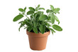 Sage Plant in Pot On Transparent Background.