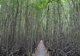 Fototapeta Storczyk - The straight trunk of the mangrove tree with a path made of wood in the forest
