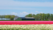 Tulip field with modern farm under a blue sky in spring in The Netherlands. Industrial agriculture concept.