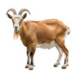 Whimsical depiction of a goat standing against a white background