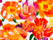 Abstract red and orange flowers, original hand drawn, impressionism style, color texture, brush strokes of paint