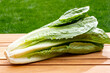 Green romaine cos lettuce source of vitamins, ready to eat