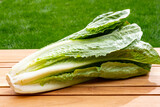 Fototapeta Kuchnia - Green romaine cos lettuce source of vitamins, ready to eat