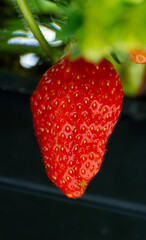 Sticker - Dutch glass greenhouse, cultivation of strawberries, rows with growing strawberries plants