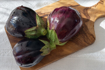 Raw young eggplants vegetable from organic vegetables farm on Fuerteventura island, Canary islands, Spain