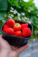 Wall Mural - Dutch glass greenhouse, cultivation of strawberries, rows with growing strawberries plants, hand with box, new harvest of ripe red sweet strawberries