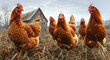 Hens on the farm