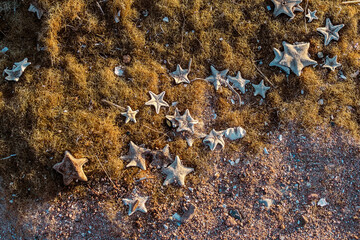 Poster - Background of seaweed and starfish on the sandy shore. Background of many starfish on the beach.