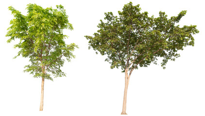 Poster - collection tree PNG transparent background 
