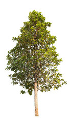 Poster - green tree removed original background, PNG transparent 