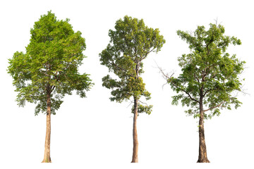 Poster - collection tree PNG transparent background 