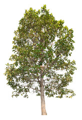 Wall Mural - green tree removed original background, PNG transparent 