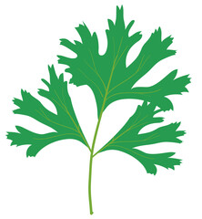 Wall Mural - fresh parsley on white background