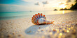 A triton shell on the beach on Derawan Island.; Derawan Island, Borneo, Indonesia, 8k wallpaper