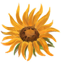 Sunflower Flowers Art Free Stock Photo Public Domain Pictures sunflower-flowers-art-free-stock-photo-public-domain-pictures