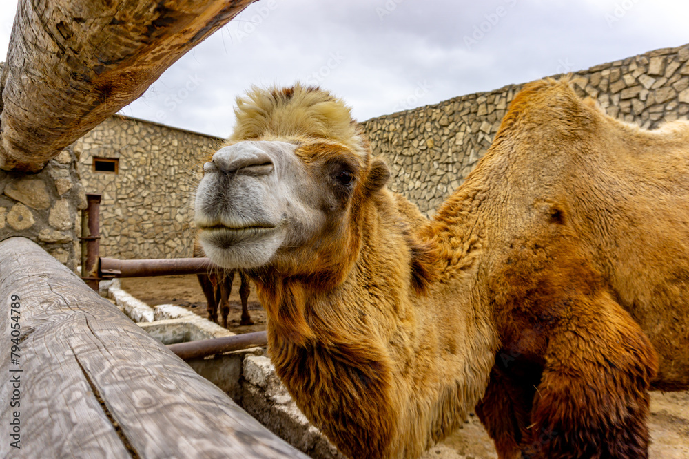 Bactrian Camels during their winter stay at the Reserve in Baku ...