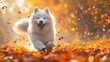 An autumn yellow forest with leaves is the background for this portrait of a white Samoyed dog running and walking through the woods