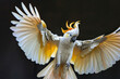 A cockatoo spreads its wings in a display of territorial dominance.